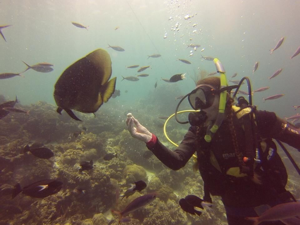 Fish Feeding Frenzy